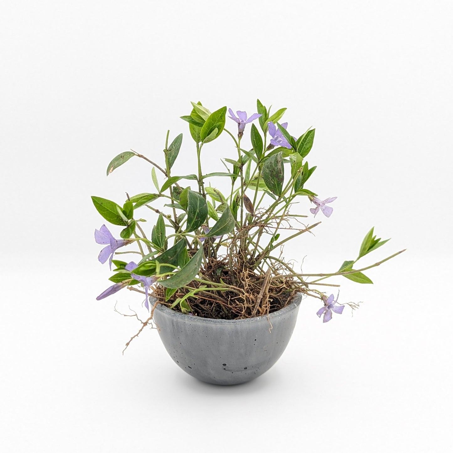Small Bowl